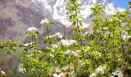 Südtirol zur Apfelblüte